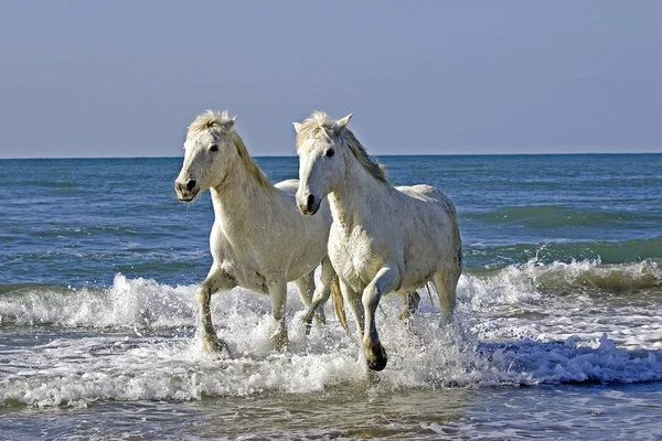 Camarguais — Stok fotoğraf