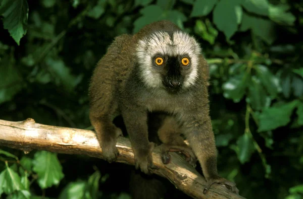 Lemur A Front Blanc eulemur fulvus albifrons — Φωτογραφία Αρχείου