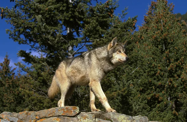 Loup Du Canada canis lupus occidentalis — Fotografia de Stock