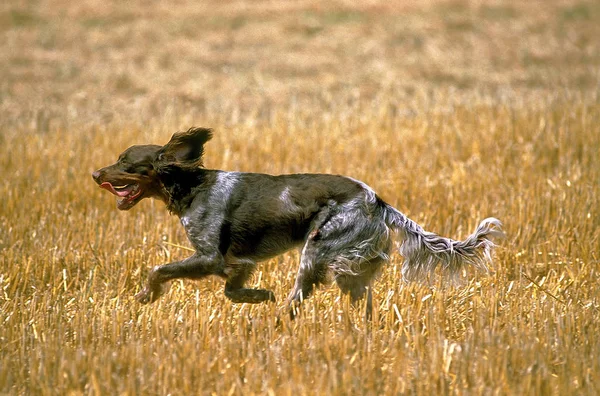 Epagneul Picard — Stok fotoğraf