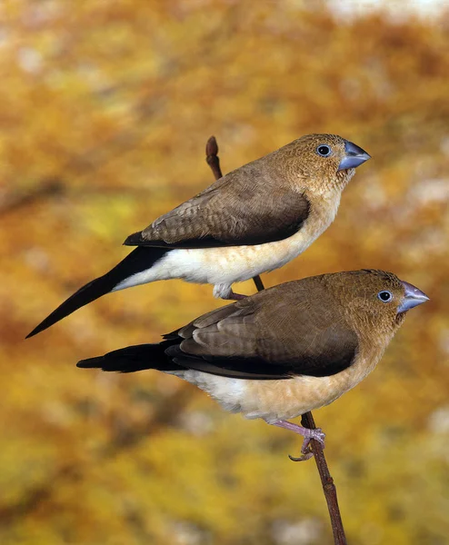 CAPUCIN BEC D'ARGENT lonchura cantans — Stock Photo, Image