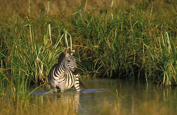 Zebre De Burchell equus burchelli Nincs magyar neve — Stock Fotó