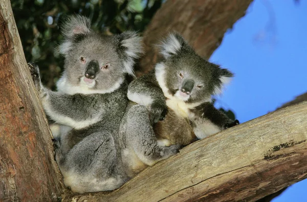 Koala phascolarctos cinereus — Zdjęcie stockowe