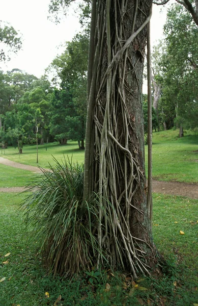 FIGUIER ETRANGLEUR clusia sp — Stock Photo, Image