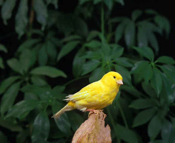 PERBATASAN CANARI — Stok Foto