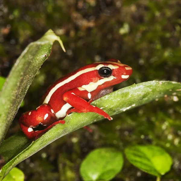 Tierärztin — Stockfoto