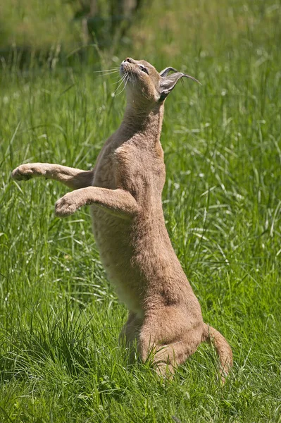 CARACAL caracal caracal — kuvapankkivalokuva