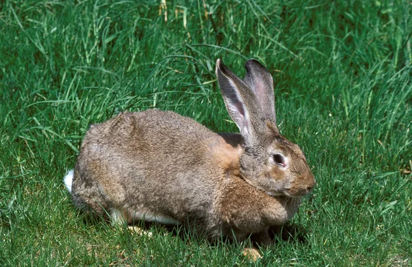 Lapin Geant Des Flandres — Stockfoto