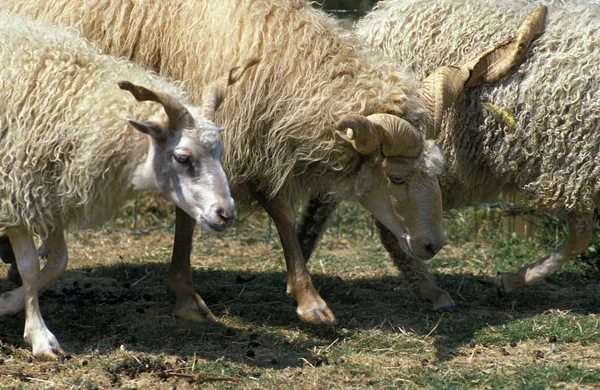 Mouton racka — Stockfoto