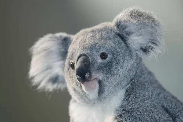 Koala phascolarctos cinereus — Stock fotografie