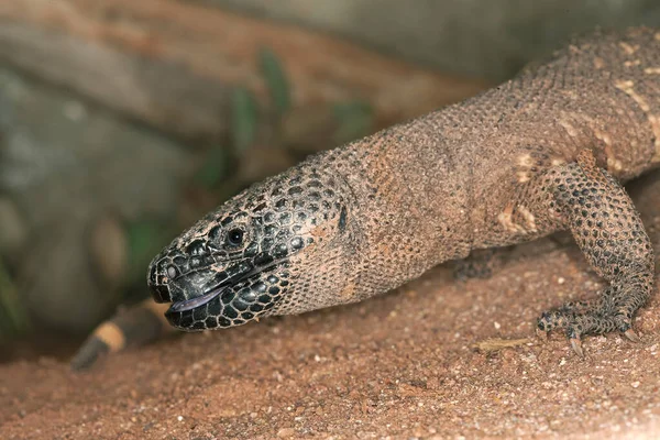 Monstre De Gila heloderma hordum — Foto de Stock