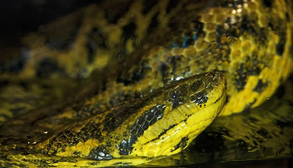 Anaconda Jaune eunectes notaeus Nincs magyar neve — Stock Fotó