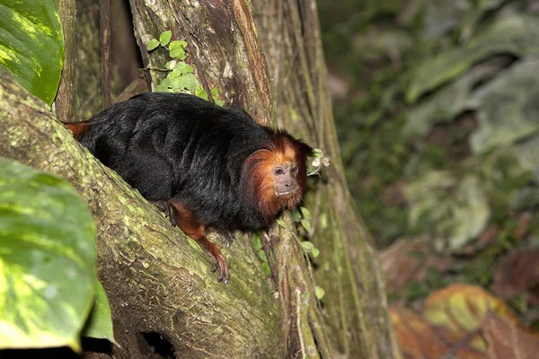 TAMARIN LION A TETE DOREE leontopithecus chrysomelas — Stock Photo, Image