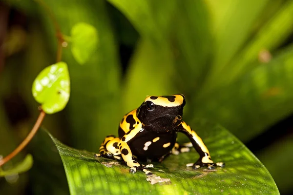 Dendrobate Jaune Et Noir δενδροβικές λευκομέλες — Φωτογραφία Αρχείου