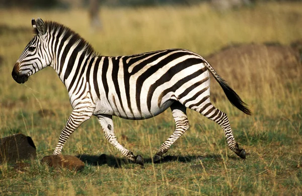 Zebre De Burchell equus burchelli — стокове фото