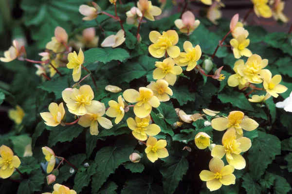 BEGONIAS begonia pendula — Stock Photo, Image