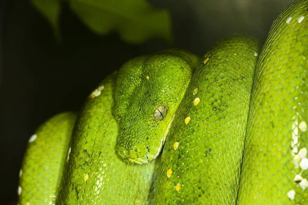 Python Vert morelia viridis — Foto de Stock