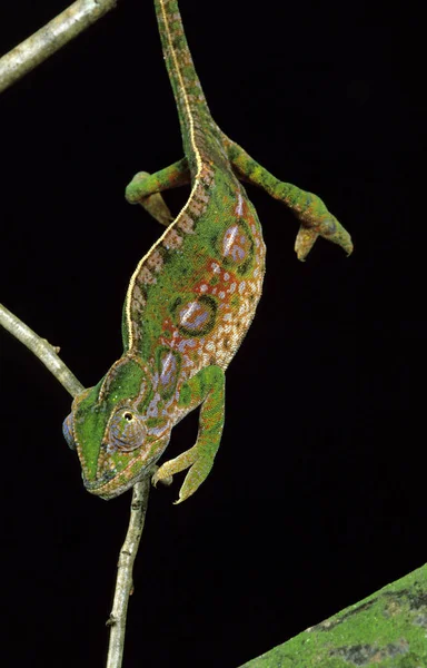 Camaleón Campani furcifer campani — Foto de Stock