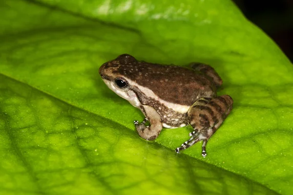 GRENOUILLE colostethus infraguttatus — Stockfoto