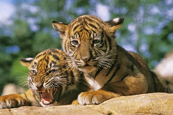 Tigre De Sumatra panthera tigris sumatrae — Stock fotografie