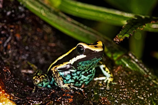 Dendrobate De Bassler epipedobates bassleri —  Fotos de Stock