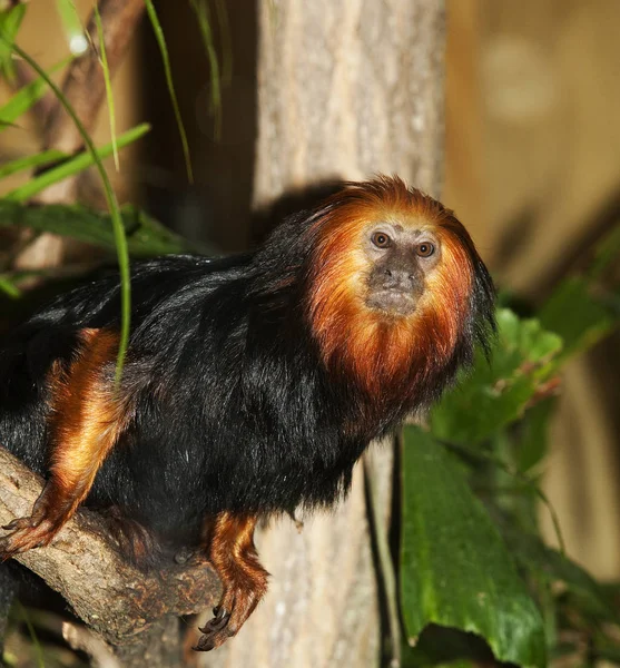 Tamarin Lion A Tete Doree leontopithecus chrysomelas — Foto de Stock