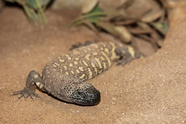 モンストレDe Gila heloderma horrium — ストック写真