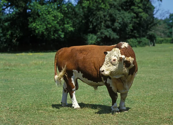 Taureau Hereford — Stockfoto