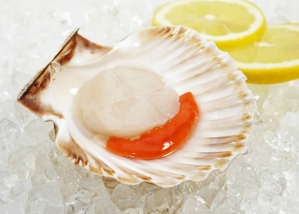 Coquille Saint Jacques — Stockfoto