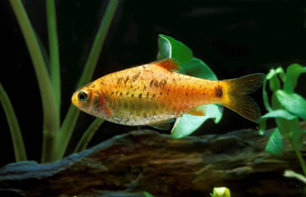 Barbus em puntius semifasciolatus — Fotografia de Stock