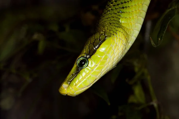 Serpiente Ratier A Queue Rouge gonyosoma oxcephala — Foto de Stock