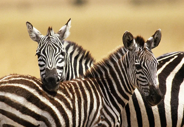 Zebre De Burchell equus burchelli — Stok fotoğraf