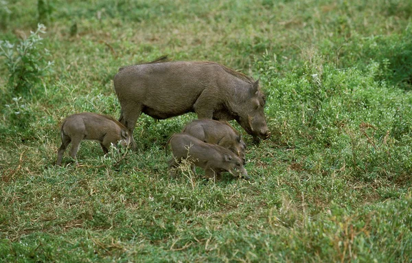 Phacochere phacochoerus aethiopicus — Stockfoto