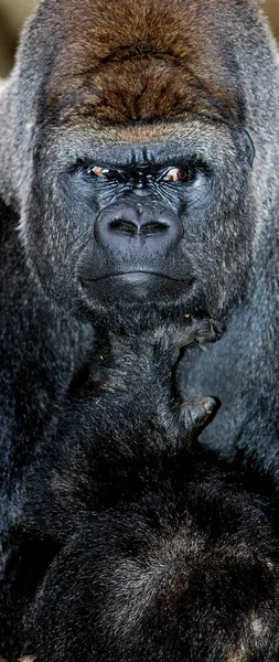 Goril De Plaine goril graueri — Stok fotoğraf