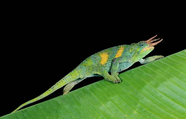 Cameleon De Jackson chamaeleo jacksoni Nincs magyar neve — Stock Fotó