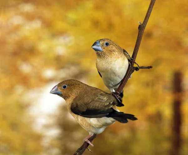 CAPUCIN BEC D'ARGENT lonchura cantans — Stock Photo, Image