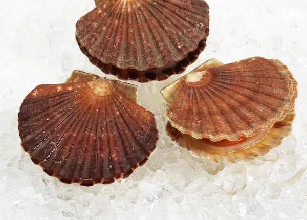 COQUILLE SAINT JACQUES — Stock Photo, Image