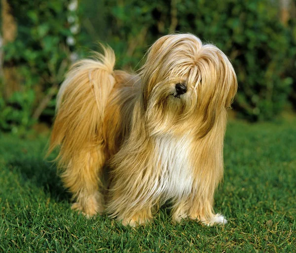 Terrier Du Tibet — Stok fotoğraf