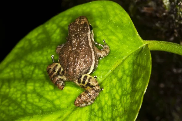 GRENOUILLE colostethus infraguttatus — Stockfoto