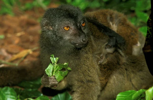 Lemur A Front Blanc eulemur fulvus albifrons — Stockfoto