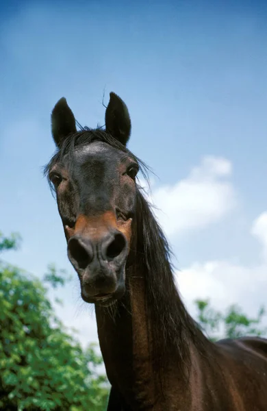 BARBE CHEVALE — Foto Stock