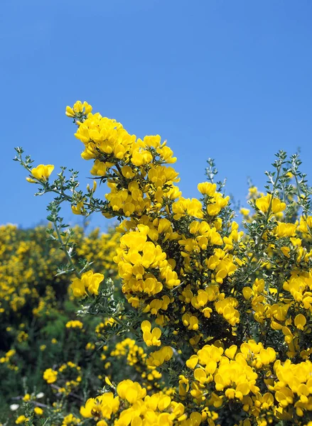 GENET A BALAIS cytisus scoparius — Stock Photo, Image