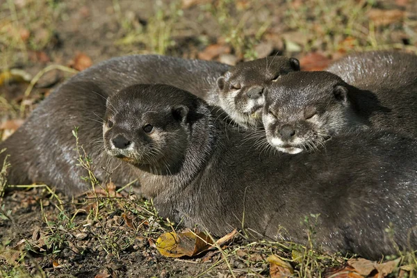 Loutre Cendree aonyx cinerea — стоковое фото