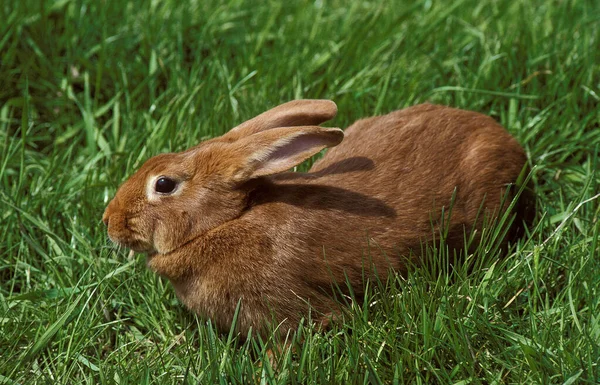 Lapin Fauve De Bourgogne — Fotografia de Stock