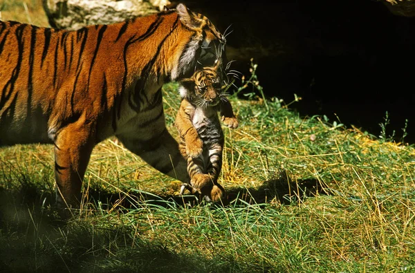 TIGRE DE SUMATRA pantera tigris sumatrae — Foto de Stock