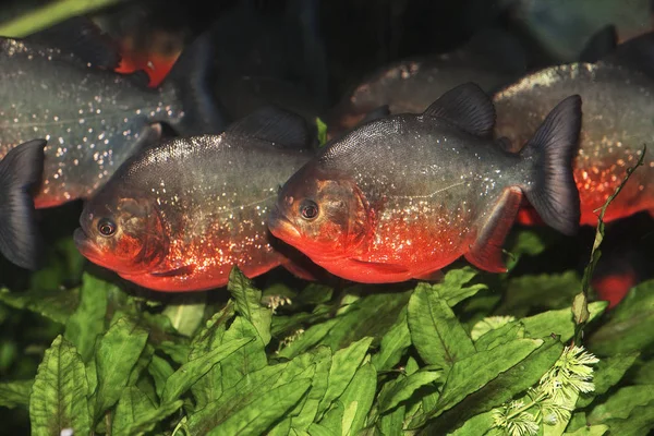 Piranha Rouge pygocentrus nattereri —  Fotos de Stock