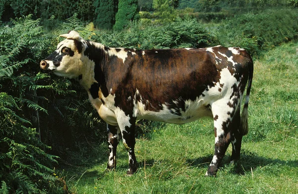 Vache Normande — Stock fotografie