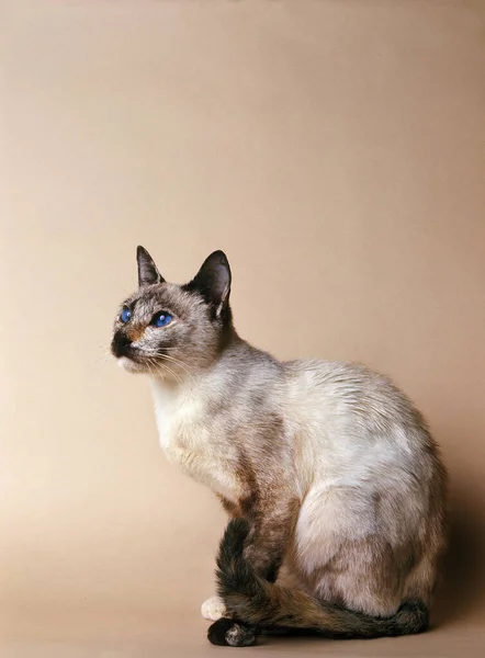 Tortie Point Stock Photos Royalty Free Tortie Point Images Depositphotos