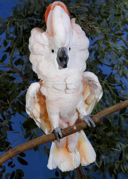 Cacatoes A Huppe Rouge cacatua moluccensis Nincs magyar neve — Stock Fotó