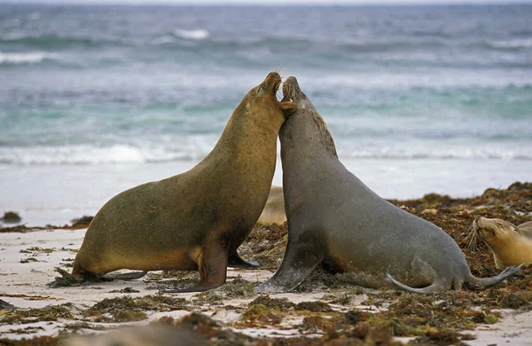 Lion De Mer Australian neophoca cinerea — стокове фото